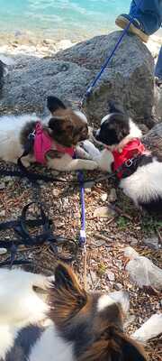 Papillon Welpe, Papillon Welpen - Hündin