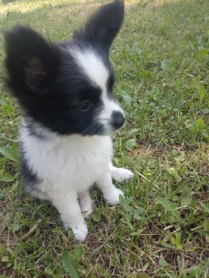 Papillon Welpe, Papillon Welpen - Hündin