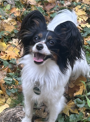 Papillon Welpen - Hündin