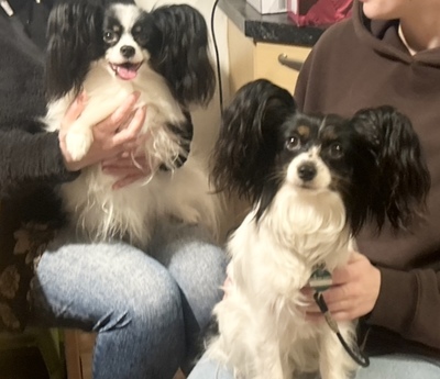 Papillon Welpen - Hündin