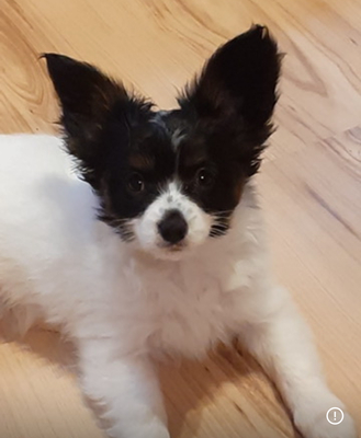 Papillon Welpen - Hündin