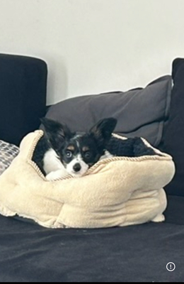 Papillon Welpen - Hündin