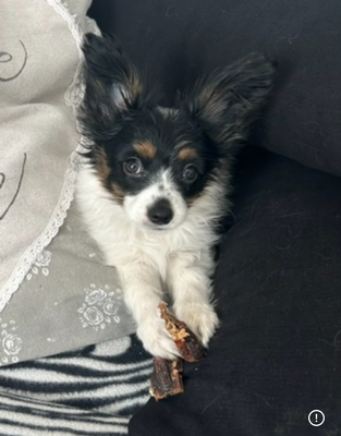 Papillon Welpen - Hündin