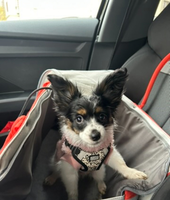 Papillon Welpen - Hündin