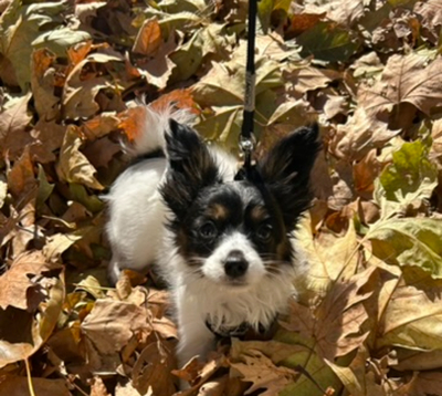 Papillon Welpen - Hündin