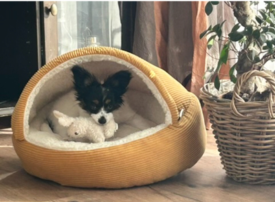 Papillon Welpen - Hündin