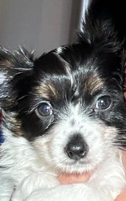 Papillon Welpen - Hündin