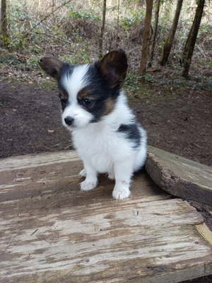 Papillon Welpen, Papillon Welpen - Rüde