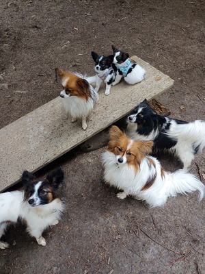 Papillon Welpen, Papillon Welpen - Rüde