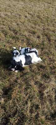 Papillon Welpen, Papillon Welpen - Rüde