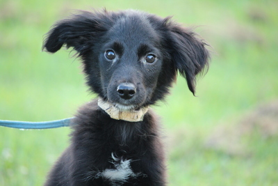 Papis, Mischling Welpen - Rüde