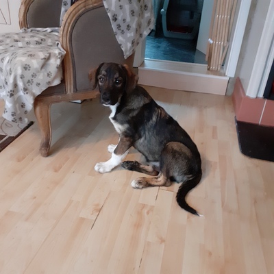 Paplo, unbekannt Welpen - Rüde