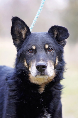 Papo - Besitzer leider verstorben, Mischling - Rüde