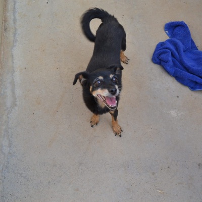 Paquita, Mischling - Hündin