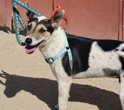 Paquito, Mix - Rüde