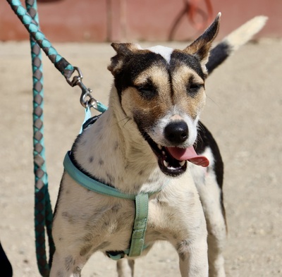 Paquito, Mix - Rüde