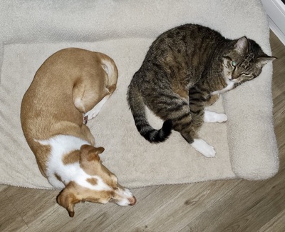 Paris, Mix - Hündin