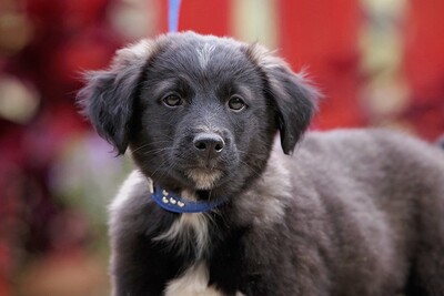 Parker, Mischling Welpen - Rüde