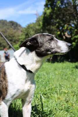 Parrali, Pondenco Mix - Hündin