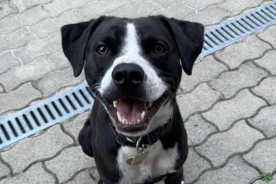 Pasha, Mischling - Rüde