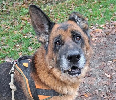 Patapouf Deutscher Schäferhund im Tierheim
