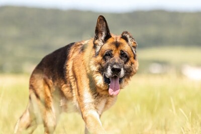 Patapouf Deutscher Schäferhund im Tierheim, Deutscher Schäferhund - Rüde