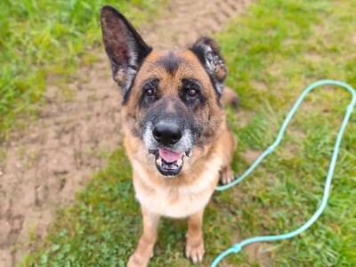 Patapouf Deutscher Schäferhund im Tierheim, Deutscher Schäferhund - Rüde