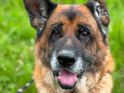 Patapouf Deutscher Schäferhund im Tierheim, Deutscher Schäferhund - Rüde