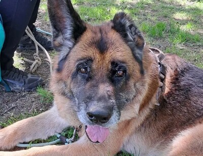 Patapouf Deutscher Schäferhund im Tierheim, Deutscher Schäferhund - Rüde