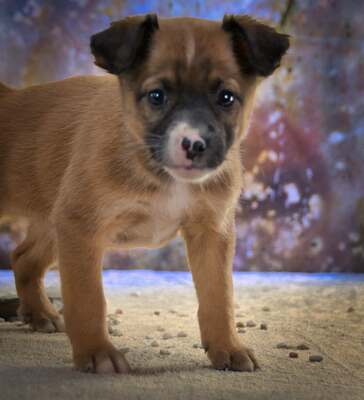 Patch - ein junger Mischlingsrüde