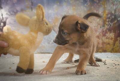 Patch - ein junger Mischlingsrüde, Mischling - Rüde