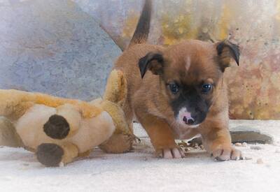 Patch - junger Mischlingsrüde, Mischling Welpen - Rüde