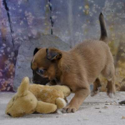 Patch - junger Mischlingsrüde, Mischling Welpen - Rüde