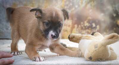 Patch - junger Mischlingsrüde, Mischling Welpen - Rüde