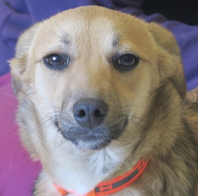 Patricia, Mix - Hündin