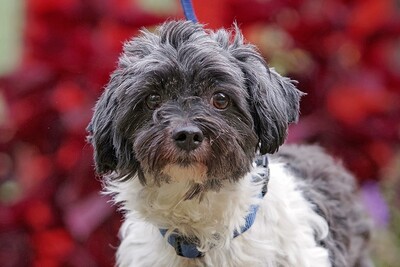 Patrick, Havaneser/Malteser Mix - Rüde