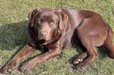 Paul, Labradror - Rüde