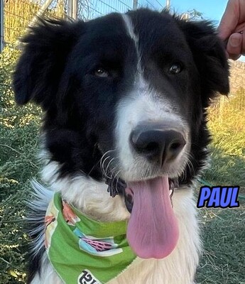 Paul, Mischling - Rüde