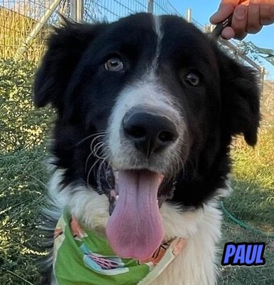 Paul, Mischling - Rüde