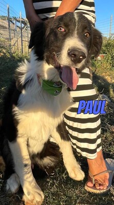 Paul, Mischling - Rüde