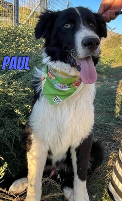 Paul, Mischling - Rüde