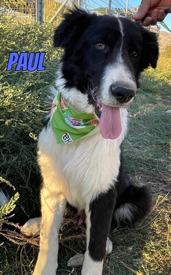 Paul, Mischling - Rüde
