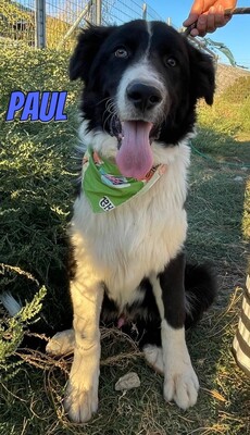 Paul, Mischling - Rüde
