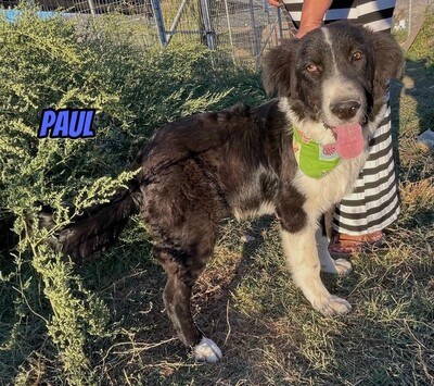 Paul, Mischling - Rüde