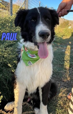 Paul, Mischling - Rüde