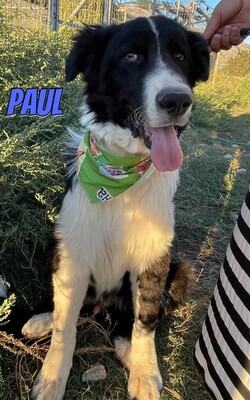 Paul, Mischling - Rüde