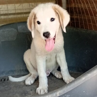 Paul - neugierig und voller Lebensfreude / Reserviert, Schäferhund-Mischling Welpen - Rüde