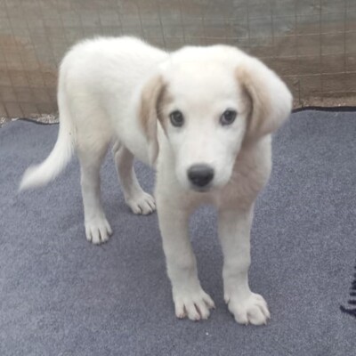 Paul - neugierig und voller Lebensfreude, Schäferhund-Mischling Welpen - Rüde