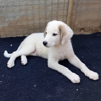 Paul - neugierig und voller Lebensfreude, Schäferhund-Mischling Welpen - Rüde