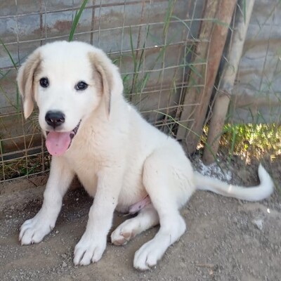 Paul - neugierig und voller Lebensfreude / Vorgemerkt, Schäferhund-Mischling Welpen - Rüde